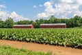 Broadleaf tobacco growing near two typical drying sheds