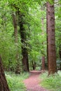 Broad-leaf Trees, Lynford Stag, Thetford Forest, Norfolk, England, UK Royalty Free Stock Photo