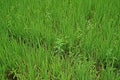 Broadleaf weed in paddy field Royalty Free Stock Photo