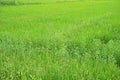 Broadleaf weed in paddy field Royalty Free Stock Photo