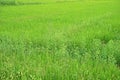 Broadleaf weed in paddy field Royalty Free Stock Photo