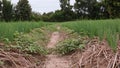 Broadleaf weed in spring onion production field Royalty Free Stock Photo