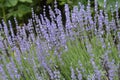 Broadleaved lavender