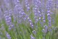 Broadleaved lavender