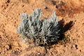 Broadleaved lavender or Lavandula latifolia flowering strongly aromatic shrub plant with grey evergreen leaves in home garden