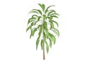 Broadleaved_Palm_Lily_(Cordyline_petiolaris)