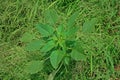 Broadleaves weed in agriculture field