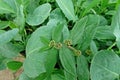 Broadleaves weed in vegetable and agriculture area
