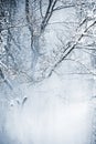 Broadleef tree covered with snow and ice, beautiful frosting background