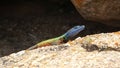 Broadley\'s flat lizard on a rock Royalty Free Stock Photo