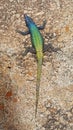 Broadleys flat lizard at Matobo National Park Royalty Free Stock Photo