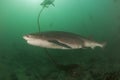 Broadnose cow shark