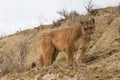 Broadside portrait of mountain lion Royalty Free Stock Photo