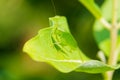 Broadwinged bush katydid on green leaf in Minnesota River Valley National Wildlife Refute