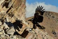 broadwinged eagle casting shadow on a rocky mountainside