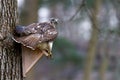 Broadwinged Hawk Buteo platypterus Royalty Free Stock Photo