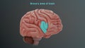 Broca`s area of Human brain Royalty Free Stock Photo