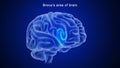 Broca`s area of Human brain Royalty Free Stock Photo