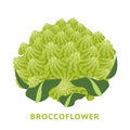 Broccoflower illustration, isolated vegetable vector Royalty Free Stock Photo