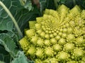 Broccoflower - Romanesco green cauliflower, home grown Royalty Free Stock Photo