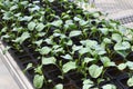 Broccol green seedlings.