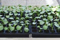 Broccol green seedlings. Royalty Free Stock Photo