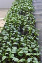 Broccol green seedlings.