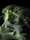 Broccoli Royalty Free Stock Photo