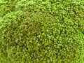 Broccoli background Royalty Free Stock Photo