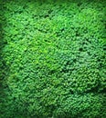 Broccoli background Royalty Free Stock Photo
