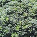 Broccoli background texture Royalty Free Stock Photo
