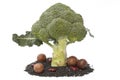 Broccoli on the black sesame isolated Royalty Free Stock Photo