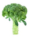 Broccoli Cabbage Royalty Free Stock Photo