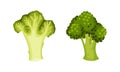 Broccoli Cabbage as Edible Green Plant with Stalk and Flowering Head Vector Set Royalty Free Stock Photo