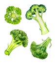 Broccoli Cabbage Brassica oleracea var.Italica, watercolor painting Royalty Free Stock Photo