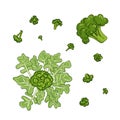 Broccoli cabbage green drawn set in hand drawn style on background. Cooking food. Graphic background. Isolated vector Royalty Free Stock Photo