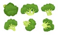 Broccoli Cabbage with Green Flower Stalks Isolated on White Background Vector Set