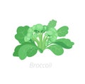 Broccoli cabbage. Broccoli plant. Harvest vegetable. Brassica oleracea. Vector flat Illustration