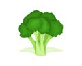 Broccoli cabbage vector design. Vegetable fresh broccoli cabbage good for healthy