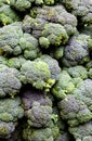 Broccoli calabrese Royalty Free Stock Photo