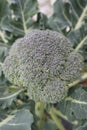 Broccoli close up Royalty Free Stock Photo