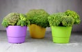 Broccoli in colorful vases