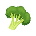 Broccoli concept. Organic food concept. Vector illustration.