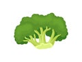 Broccoli concept. Green vegetable on white background.