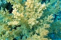 Broccoli coral at the bottom of tropical sea, underwater