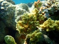 Broccoli coral (Litophyton arboreum) undersea, Red Sea Royalty Free Stock Photo