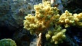 Broccoli coral (Litophyton arboreum) undersea, Red Sea Royalty Free Stock Photo