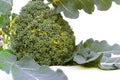Broccoli. Cruciferous Vegetables