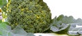 Broccoli. cruciferous vegetables