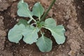 Broccoli cultivation Royalty Free Stock Photo